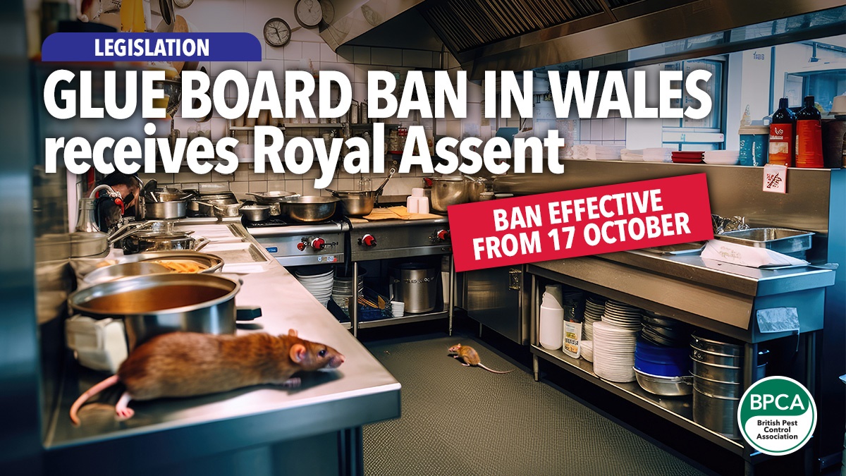 glue-board-bill-receives-royal-assent-wales